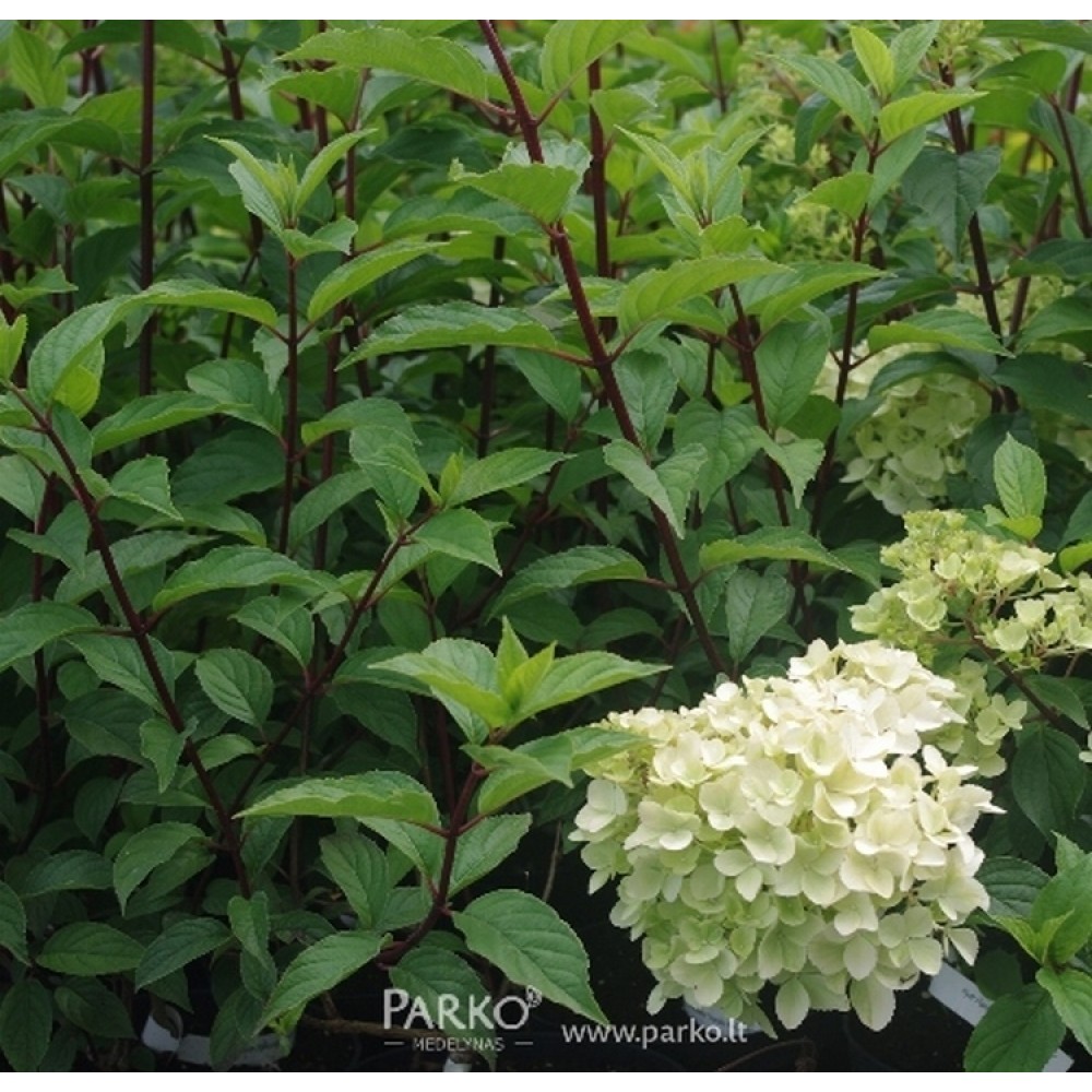 Hortenzija šluotelinė (Hydrangea paniculata) 'VANILLA - FRAISE'PBR