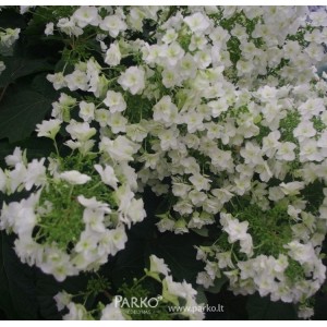Hortenzija ąžuolialapė (Hydrangea quercifolia) 'SNOW QUEEN'® ('FLEMYGEA')