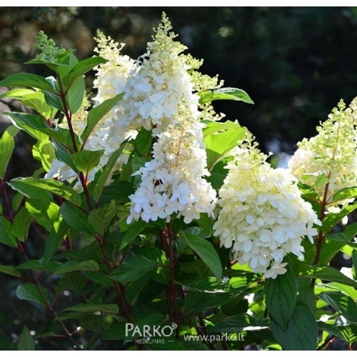 Hortenzija šluotelinė (Hydrangea paniculata) 'PINKY WINKY'®