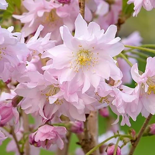 Vyšnia liaukingoji (Prunus glandulosa) 'ALBA PLENA'