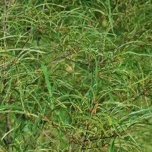 Šaltekšnis paprastasis (Rhamnus frangula) 'ASPLENIIFOLIA'