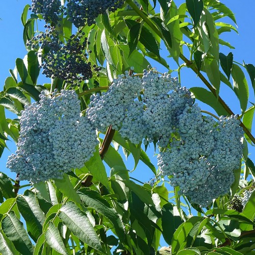 Šeivamedis mėlynuogis (Sambucus caerulea) (Syn.Sambucus nigra subsp. cearulea)	