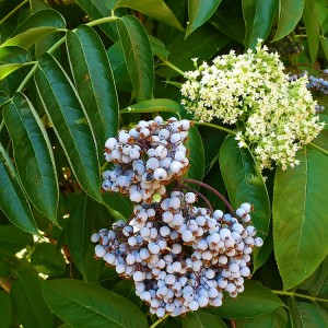 Šeivamedis mėlynuogis (Sambucus caerulea) (Syn.Sambucus nigra subsp. cearulea)	