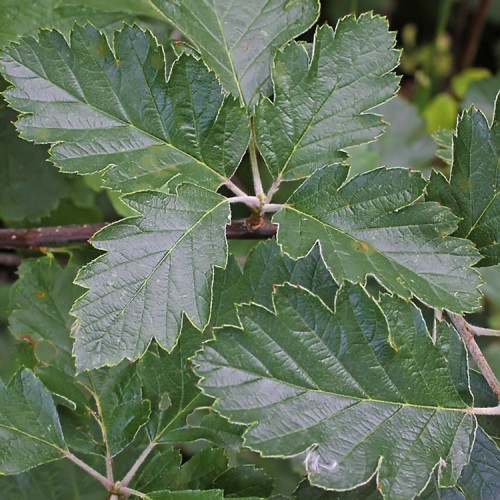 Šermukšnis švedinis (Sorbus intermedia)