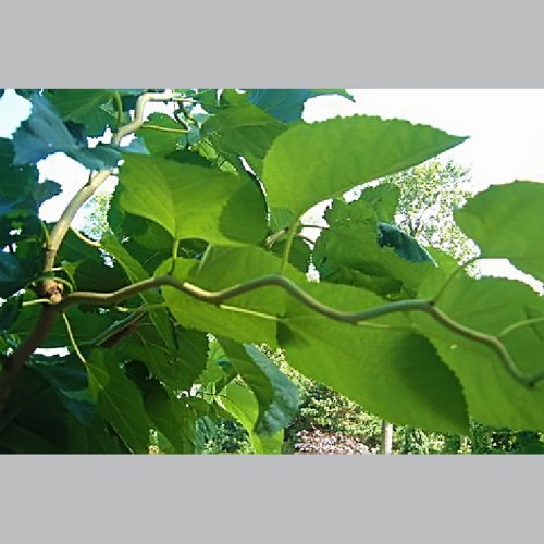 Šilkmedis plačialapis (Morus latifolia) 'SPIRATA'