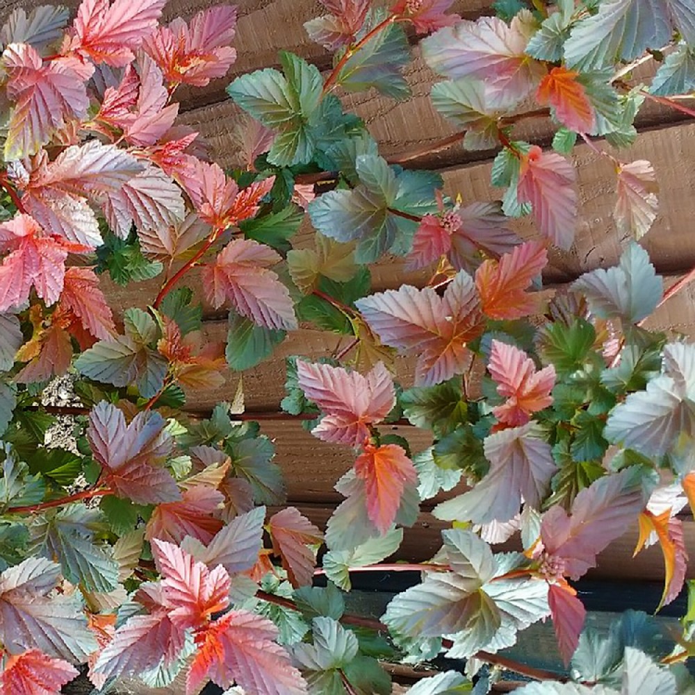 Pūslenis putinalapis (Physocarpus opulifolius) 'DIABLE D'OR'® ('MINDIA'PBR)