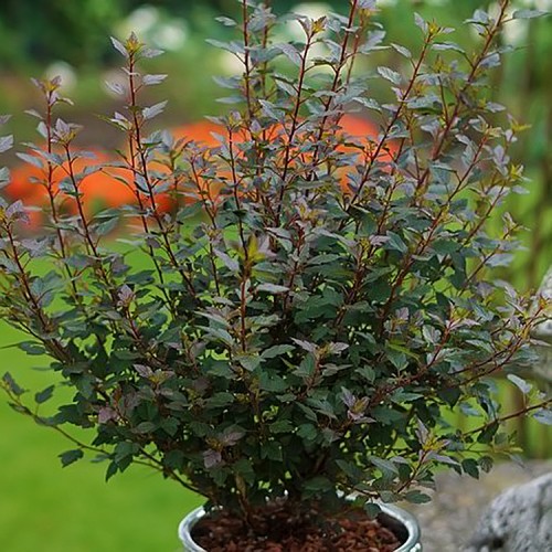 Pūslenis putinalapis (Physocarpus opulifolius) 'LITTLE JOKER'® ('HOOGI021'PBR)