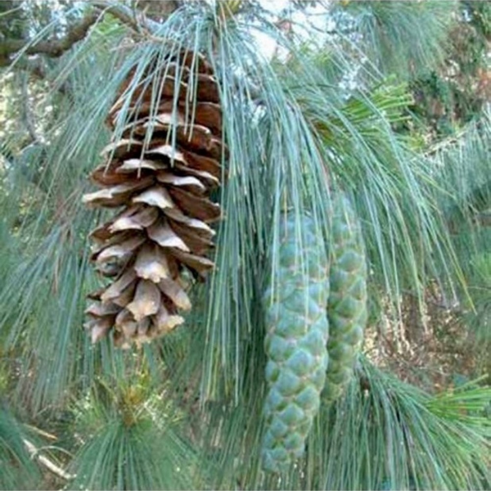 Pušis himalajinė (Pinus wallichiana syn. griffithii)