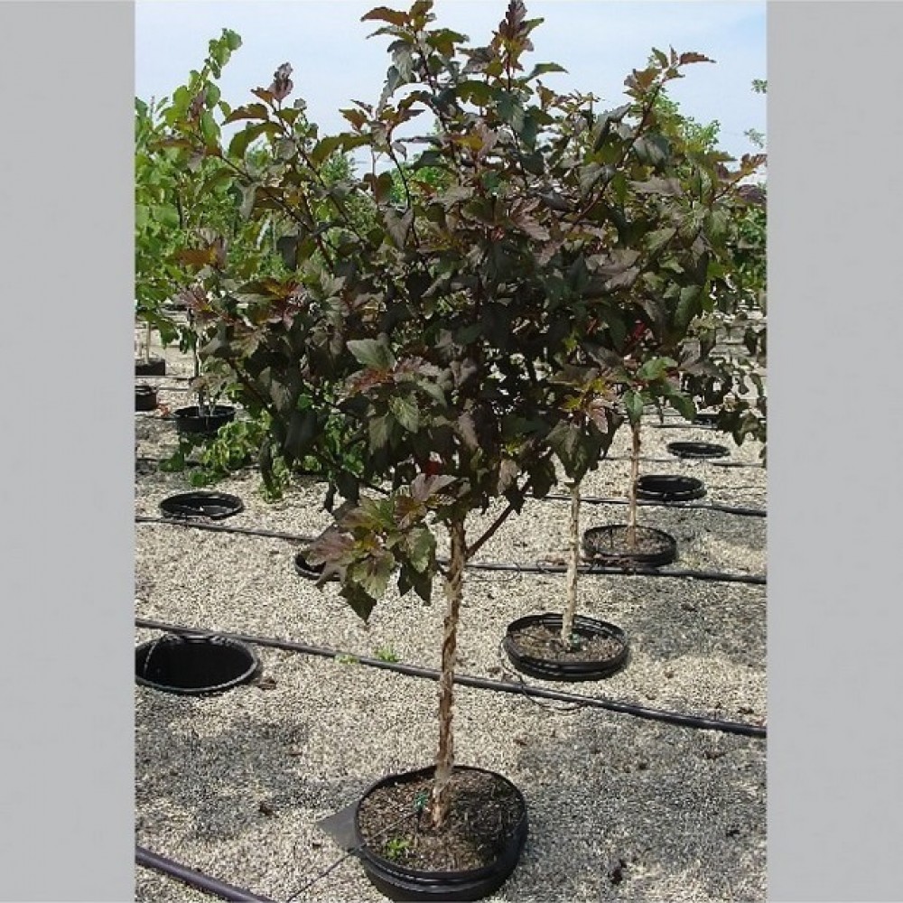 Pūslenis putinalapis (Physocarpus opulifolius) 'DIABOLO'®