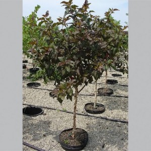 Pūslenis putinalapis (Physocarpus opulifolius) 'DIABOLO'®