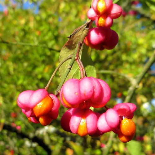 Ožekšnis (Euonymus hamiltonianus ssp. maacki)