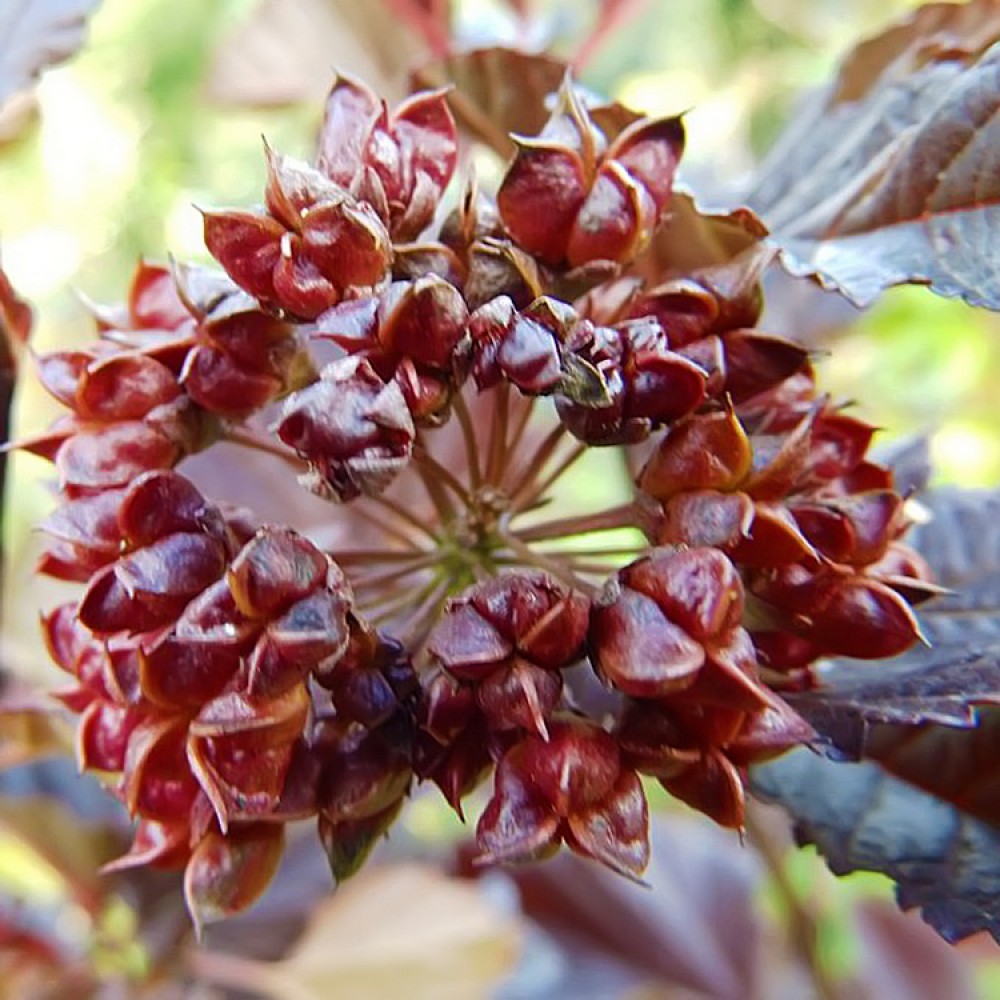Pūslenis putinalapis (Physocarpus opulifolius) 'RED BARON'