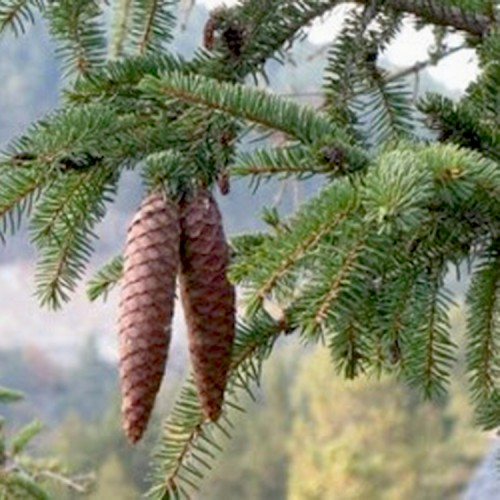 Eglė paprastoji (Picea abies) 'CAMON'