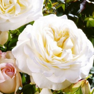 Rožė 'LEDREBORG'