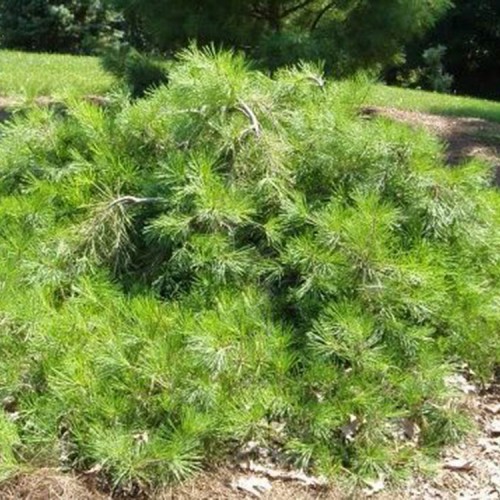 Pušis gausiažiedė (Pinus densiflora) 'PENDULA'