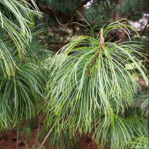 Pušis korėjinė (Pinus koraiensis) 'DRAGON EYE'