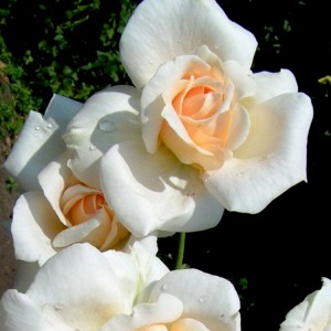 Rožė 'GRAND MOGUL'