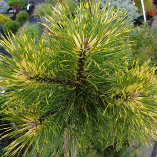 Pušis kalninė (Pinus mugo) 'SUNSHINE'