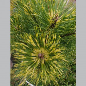 Pušis kalninė (Pinus mugo) 'SUNSHINE'