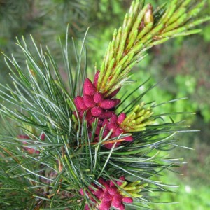 Pušis žemoji (Pinus pumila) 'GLAUCA'