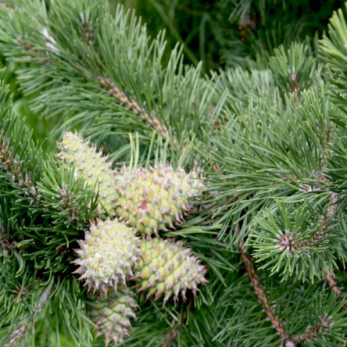 Pušis dygioji (Pinus pungens)