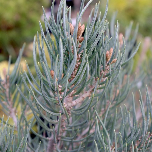 Pušis vienaspyglė (Pinus monophylla)