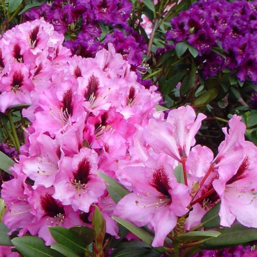 Rododendras (Rhododendron hybrid) 'KOKARDIA'