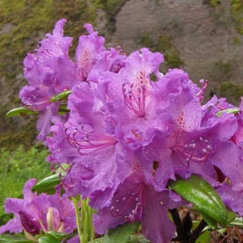Rododendras (Rhododendron hybrid) 'ALFRED'