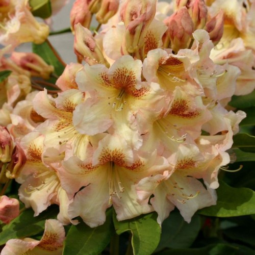 Rododendras (Rhododendron hybrid) 'BERNSTEIN'