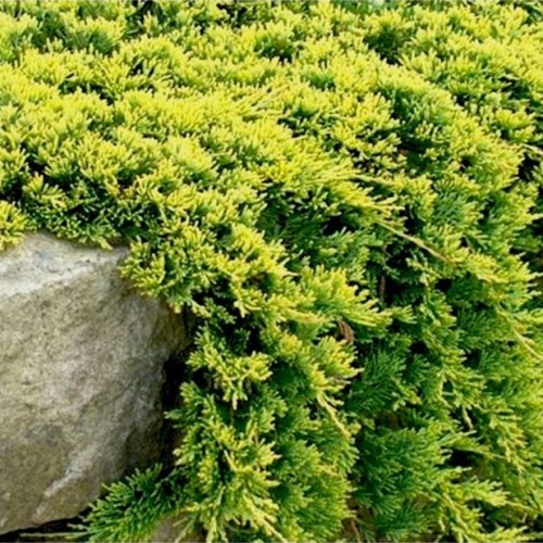 Kadagys gulsčiasis (Juniperus horizontalis) 'GOLDEN CARPET'