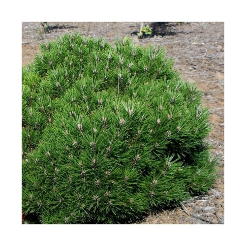 Pušis juodoji (Pinus nigra) 'BAMBINO'
