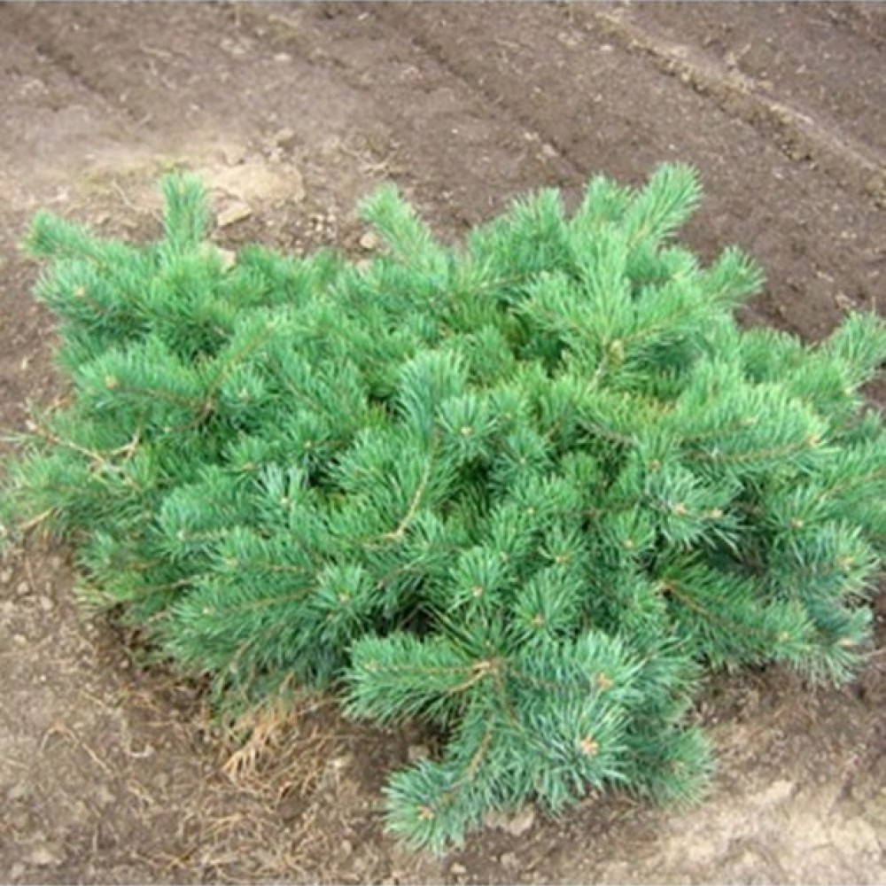 Pušis paprastoji (Pinus sylvestris) 'HILLSIDE CREEPER'