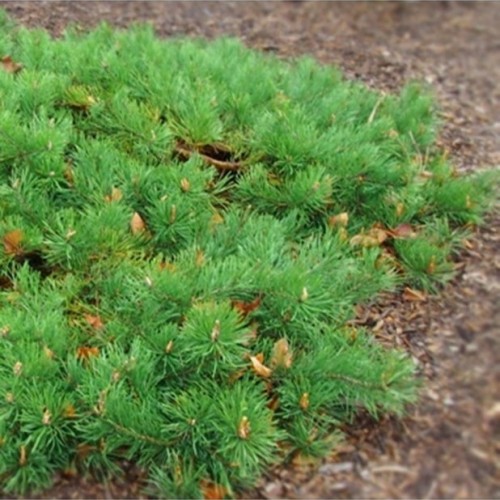 Pušis paprastoji (Pinus sylvestris) 'HILLSIDE CREEPER'