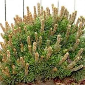 Pušis kalninė (Pinus mugo) 'MOPS SPORT'