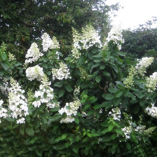 Hortenzija šluotelinė (Hydrangea paniculata)  'LEVANA'