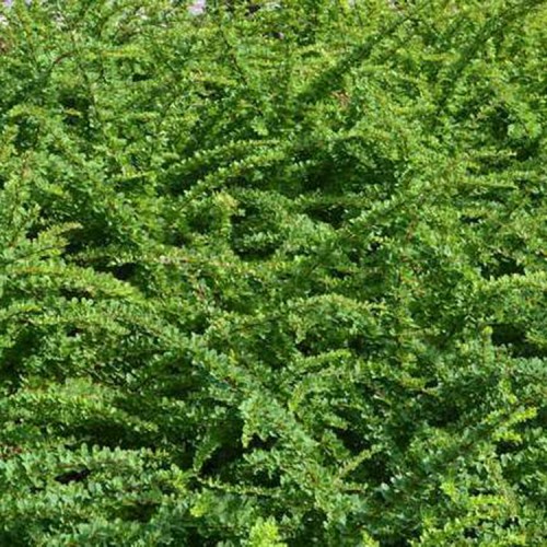 Raugerškis tunbergo (Berberis thunbergii) 'GREEN CARPET'