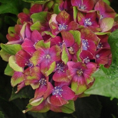 Hortenzija didžialapė (Hydrangea macrophylla) 'SCHLOSS WACKERBARTK'®