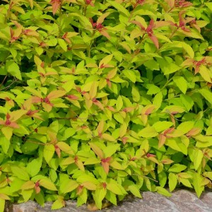 Lanksva japoninė (Spiraea japonica) 'MAGIC CARPET'