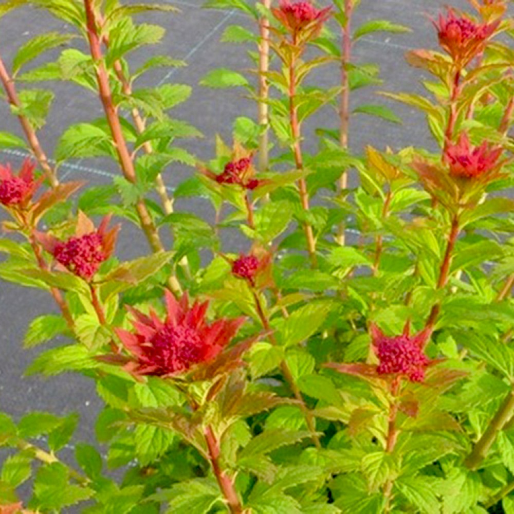 Lanksva japoninė (Spiraea japonica) 'SPARKLING CARPET'