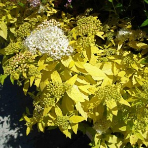 Lanksva japoninė (Spiraea japonica) 'WHITE GOLD'