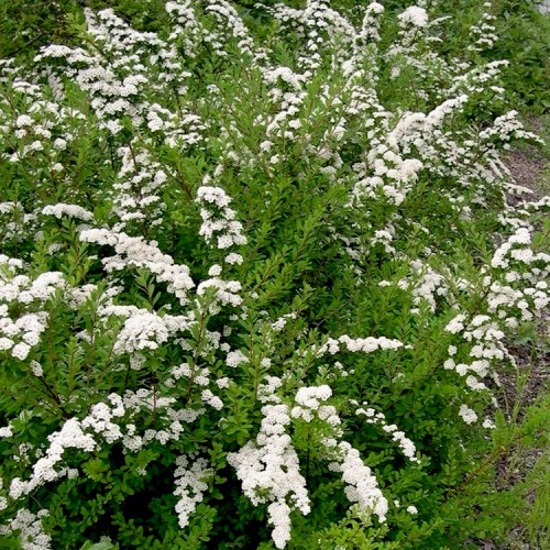 Lanksva niponinė (Spiraea nipponica) 'WHITE CARPET'