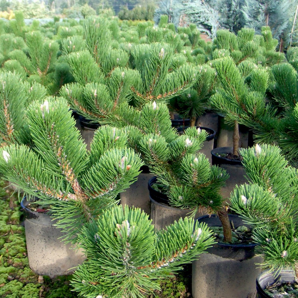 Pušis juodoji (Pinus nigra) 'OREGON GREEN'