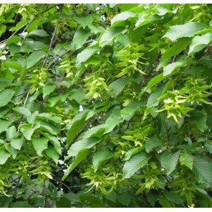Skroblas paprastasis (Carpinus betulus)