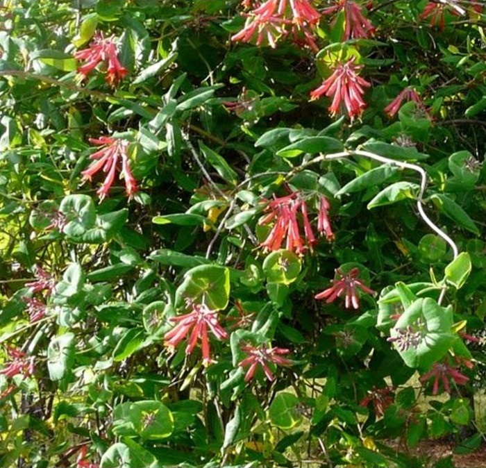 Sausmedis raudonžiedis (Lonicera × hecrottii)