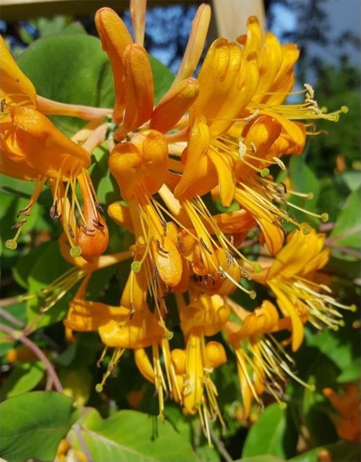 Sausmedis stambiažiedis (Lonicera × tellmanniana)