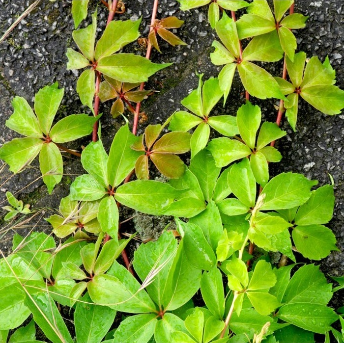 Vynvytis penkialapis (Parthenocissus quinquefolia)