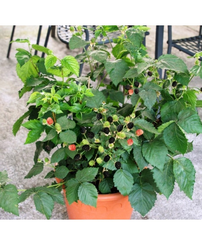 Gervuogė (Rubus fruticosus) LOWBERRY® 'LITTLE BLACK PRINCE'®