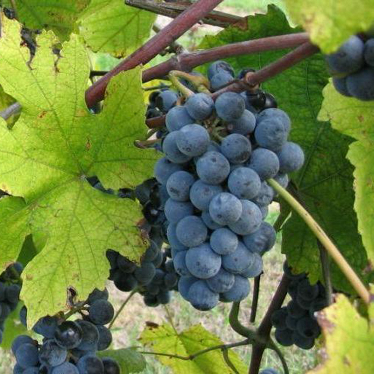 Vynuogė (Vitis vinifera) 'ALDEN'