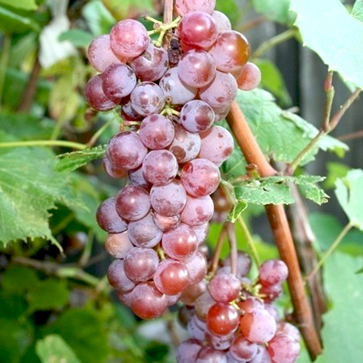 Vynuogė (Vitis vinifera) 'LIDIA'